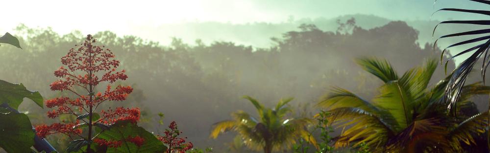 Photo d'un paysage localisé en Guyane Française