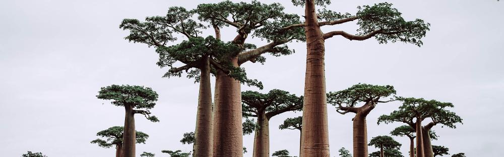 Photo d'un paysage localisé en Madagascar